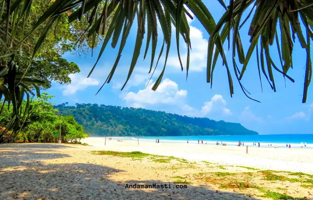 Neil Vs Havelock Island: Size, Atmosphere, and Crowd